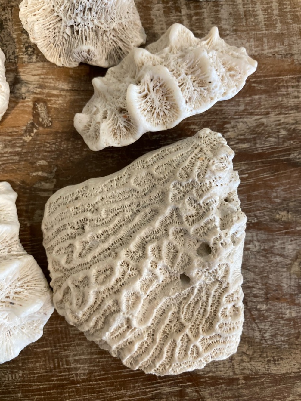 Fossilized Coral Collection 12 Pieces Instant Rock Collection - Picture 5 of 16